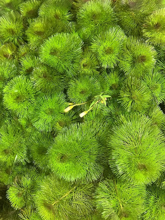 Marcus Fish Tanks Green Cabomba Caroliniana Easy Live Aquarium Plants for Aquatic Freshwater Fish Tank BUY2GET1FREE