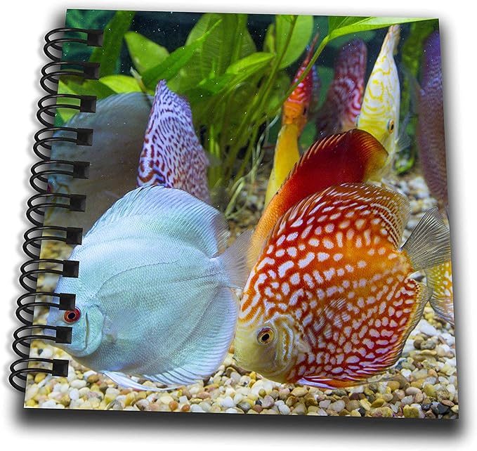 Mini Notepad 4 x 4 inch - Freshwater tropical discus Fish
