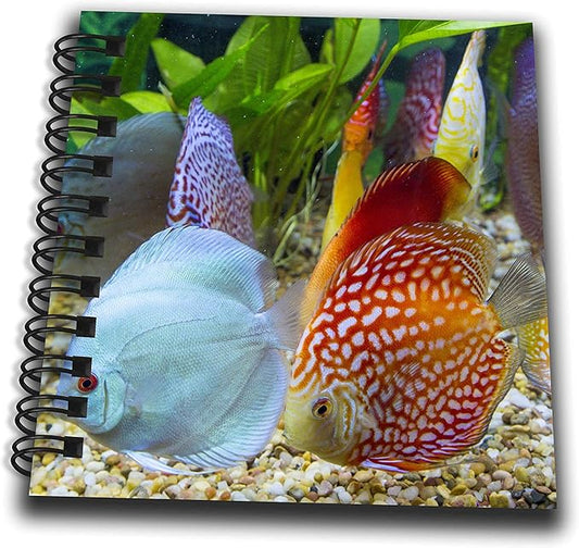 Mini Notepad 4 x 4 inch - Freshwater tropical discus Fish