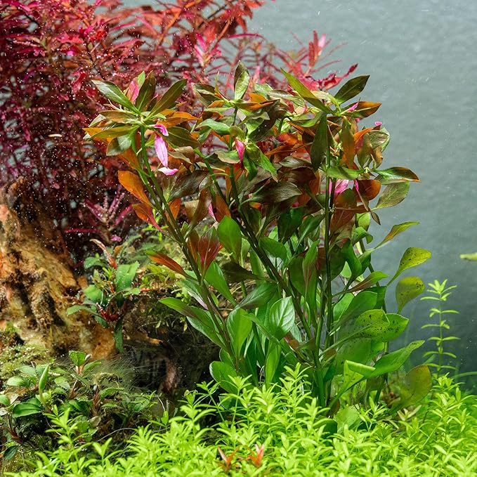 SubstrateSource Live Aquarium Stem Plants - Freshwater Aquatic Plant for Fish Tanks, Aquascaping - (Ludwigia Repens, 1 Bunch)
