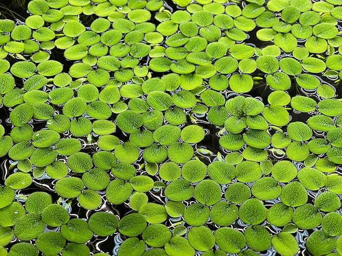 Water Spangle, Salvinia Minima, Live Aquarium/Aquatic/Freshwater/Floating/Pond Plant/Planted Tank/Aquascaping/Paludarium by Aquarium Plant Center (6 Plants, 30+ Leaves)
