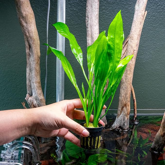 SubstrateSource Amazon Sword Echinodorus Bleheri Live Plant for Freshwater Aquariums, Natural Fish Tank Decorations, and Aquatic Decor (5 Pots (10-15 Plants))