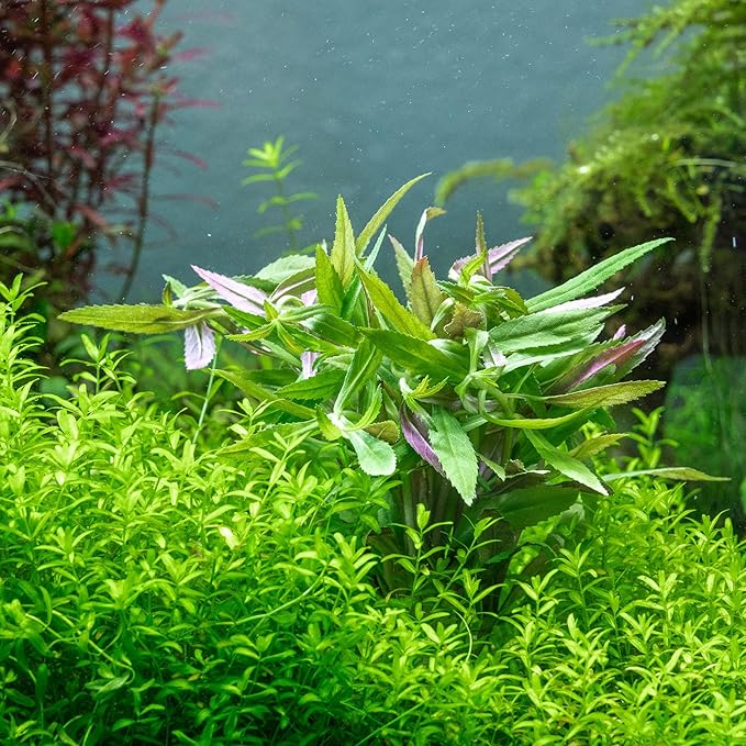 SubstrateSource Live Aquarium Stem Plants - Freshwater Aquatic Plant for Fish Tanks, Aquascaping - (Limnophila Aromatica, 4 Bunches)