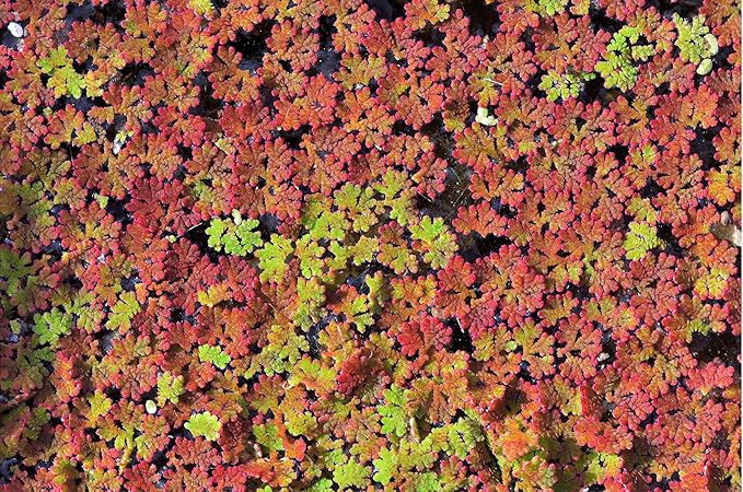 Azolla caroliniana Live Floating Pond Plant Huge Portion Mosquito Fern Water Velvet Fairy Moss Aquarium Outdoor Ponds Fast Growth Outcompetes Algae Fish Food filiculoides Live Aquarium Floating Plant