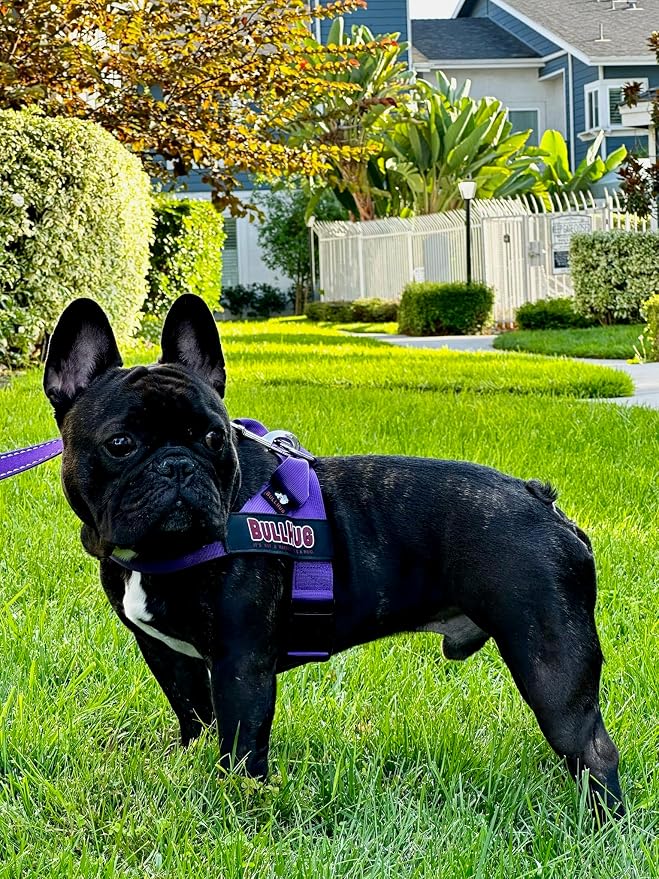 Adjustable Dog Harness– No Pull, No Choke – for English Bulldogs, French Bulldogs, Pugs & Broad-Chested Breeds – Easy, Safe Walks (Violet, Small)