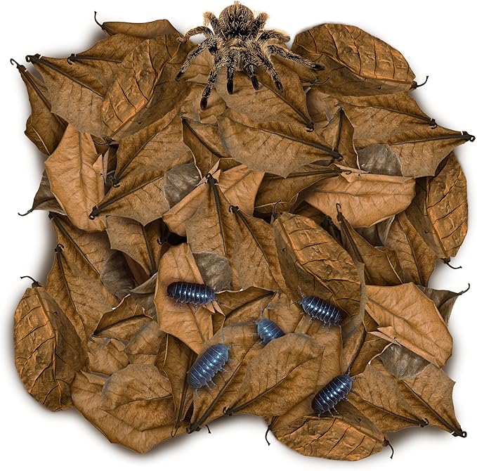 SunGrow 50 Pack Leaf Litter for Spider, Cricket & Isopod, Mini Catappa Dried Indian Almond Leaves, for Vivarium, Terrarium & Aquarium (Mini Leaves (2", 50-Pack))