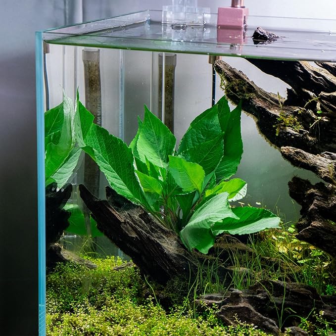 SubstrateSource Dwarf Hygrophila Corymbosa Siamensis Live Aquarium Plant - Freshwater Fish Tank Decorations and Natural Aquatic Decor (4)