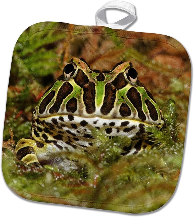 3dRose Pacman Frog, South American Horned Frog - NA02 AJE0361 - Adam Jones 8x8 Potholder