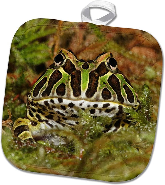3dRose Pacman Frog, South American Horned Frog - NA02 AJE0361 - Adam Jones 8x8 Potholder