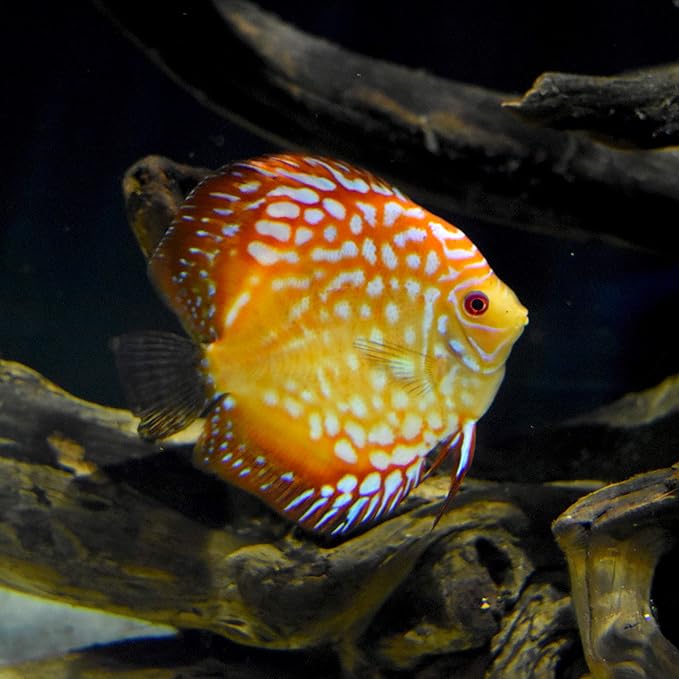 Discus Buffer, 4 kg / 8.8 lbs