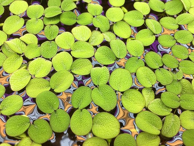 Water Spangle, Salvinia Minima, Live Aquarium/Aquatic/Freshwater/Floating/Pond Plant/Planted Tank/Aquascaping/Paludarium by Aquarium Plant Center (12 Plants, 60+ Leaves)