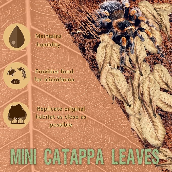SunGrow 50 Pack Leaf Litter for Spider, Cricket & Isopod, Mini Catappa Dried Indian Almond Leaves, for Vivarium, Terrarium & Aquarium (Mini Leaves (2", 50-Pack))