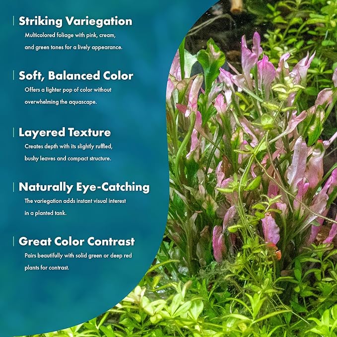 SubstrateSource Live Aquarium Stem Plants - Freshwater Aquatic Plant for Fish Tanks, Aquascaping - (Alternanthera Reineckii Variegatus, 4 Bunches)