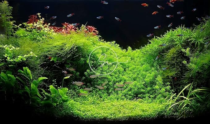 Swimming Creatures™ Live Aquarium Plants (Java Moss (25sq inch Portion))