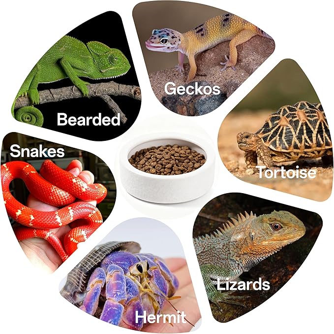 Escape-Proof Reptile Food Dish Bowl, Ceramic Reptile Feeding Dish & Small Animal Bowl for Lizard, Leopard Gecko, Hermit Crab, Hamster, Anti Escape Live Food & Water Dish (3x1in)