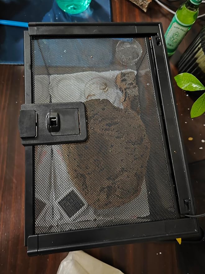AWXZOM Mini Reptile Glass Terrarium Tank, cage for Tarantula Sling Geckos, Frog, Lizards, Chameleons,Turtles Snake Snail Insect Hermit Crab Isopods Reptiles Enclosure (12x8x6inch)