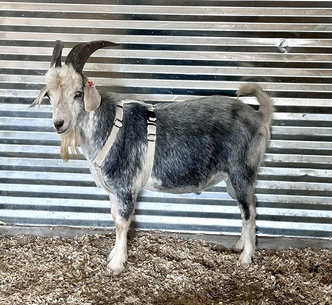 Asatre Adjustable Lined Hemp Goat Harness, Sheep, Livestock Durable Multi-Clasp Livestock Gear, Comfortable Farm Pet Accessory (Large)