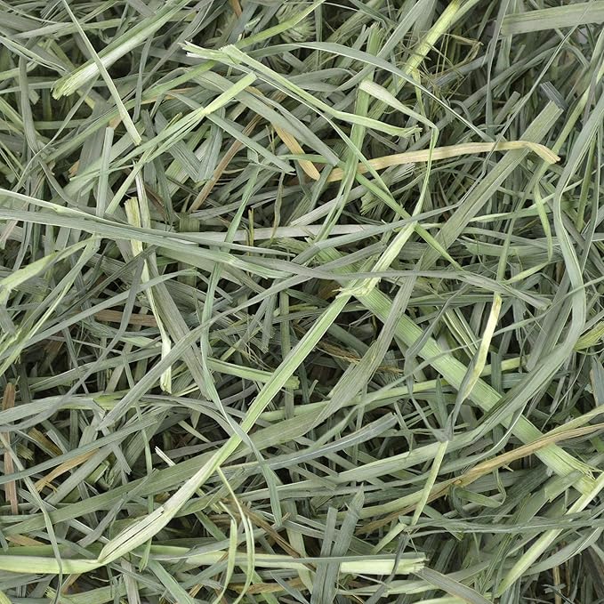 Oxbow Orchard Grass Hay for Small Pets – All-Natural Long Strand Fiber Hay for Rabbits,Guinea Pigs,Chinchillas,and Hamsters – Supports Digestive Health and Enrichment-– 40 oz Bag,(Pack of 2)