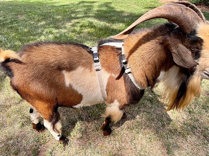 Goat Harness, Asatre Sheep Livestock Hemp Goat Halter, Small to X-Large, Fleece Lined, Multi-Clasp, Machine Washable Soft Durable Restraint (X-Large)