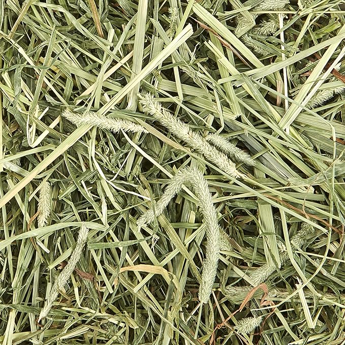 Kaytee All Natural Timothy Hay Plus Mint for Guinea Pigs, Rabbits & Other Small Animals, 24 Ounce (Pack of 2)