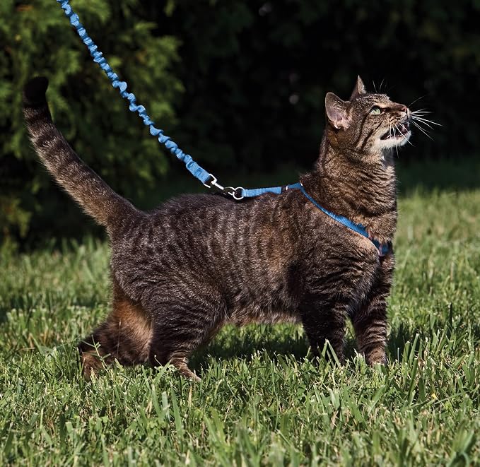 PetSafe Come with Me Kitty Harness and Bungee Cat Leash, Royal Blue, Medium | Adjustable 2-Point Fit Applies Gentle Pressure to Shoulders, Not Neck, for Small & Average Cats with 10.5 in - 14 in Girth