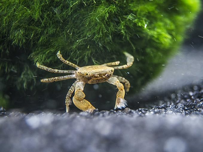 Aquatic Arts 10 Live Freshwater Pom Pom Crabs | Real Living Nano Aquarium Fish Tank Pet | Betta/Danio/Rasbora/Guppy Compatible