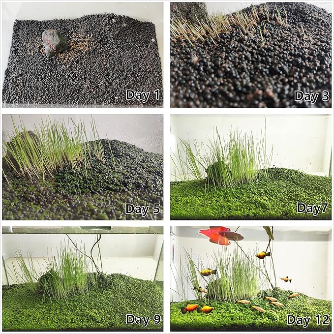 4 in 1 Aquarium Plant S.e.e.ds, no Artificial Plastic Plant, Live Grass for Fish Tank, fit All Substrate (0.36ozTiny+0.36oz Long+0.36oz Short+0.36oz Big Dual) ZQV-003