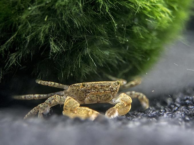 Aquatic Arts 1 Live Freshwater Pom Pom Crab | Real Living Nano Aquarium Fish Tank Pet | Betta | Danio | Rasbora | Guppy Compatible
