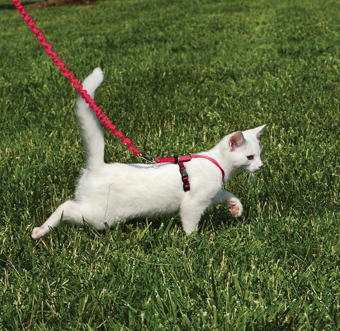 PetSafe Come With Me Kitty Harness and Bungee Leash, Harness for Cats, Small, Red/Cranberry, CWMK-S-RED | Adjustable 2-Point Fit Applies Gentle Pressure to Shoulders, Not Neck, for Kittens and Small Cats with 9 in - 11 in Girth