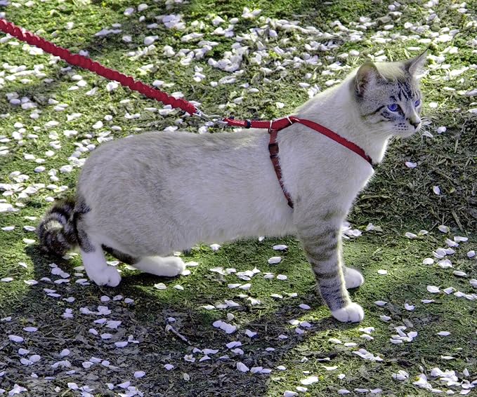PetSafe Come With Me Kitty Harness and Bungee Leash, Harness for Cats, Large, Red/Cranberry (CWMK-L-RED) | Adjustable 2-Point Fit Applies Gentle Pressure to Shoulders, Not Neck, for Average and Large Cats with 13 in - 18 in Girth