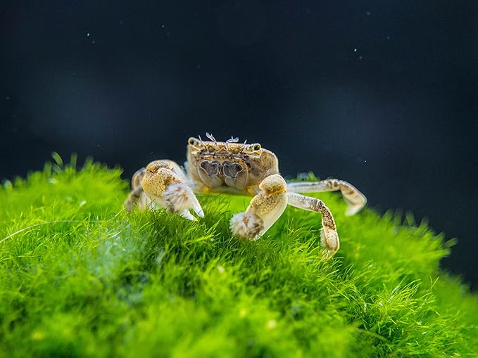 Aquatic Arts 2 Live Freshwater Pom Pom Crabs | Real Living Nano Aquarium Fish Tank Pet | Betta/Danio/Rasbora/Guppy Compatible