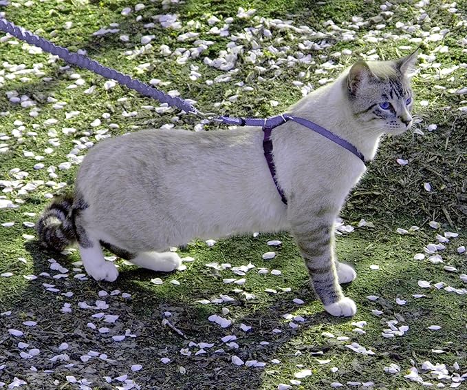 PetSafe Come With Me Kitty Harness and Bungee Cat Leash, Medium, LILAC/BRIGHT PURPLE, Model:CWMK-M-LLC | Adjustable 2-Point Fit Applies Gentle Pressure to Shoulders, Not Neck, for Small & Average Cats with 10.5 in - 14 in Girth